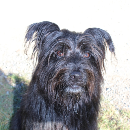 Hundetreffen 2016 im Allgäu (11)